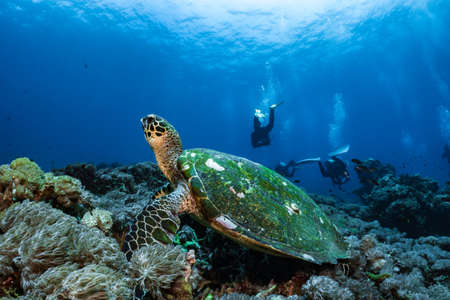 Hawksbill turtle underwater swimming on coral reef scuba divingの写真素材