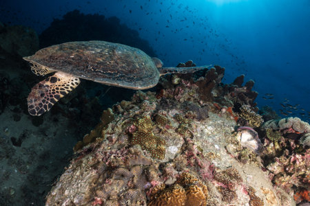 Hawksbill turtle underwater swimming on coral reef scuba diving