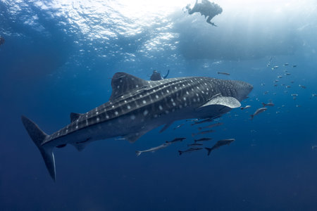 giant Whale shark swimming underwater with scuba divers