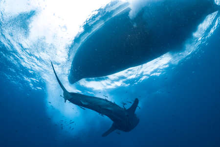 giant Whale shark swimming underwater with scuba diversの写真素材