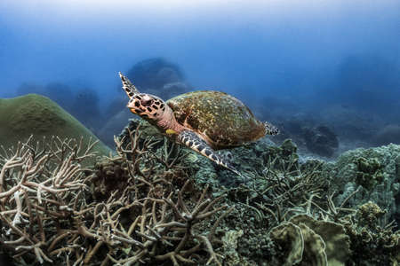Hawksbill turtle underwater swimming on coral reef scuba divingの写真素材