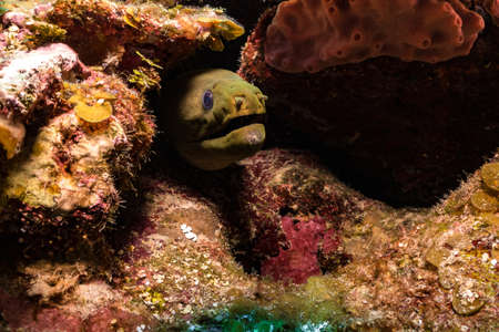 Moray eel hiding in coralの写真素材