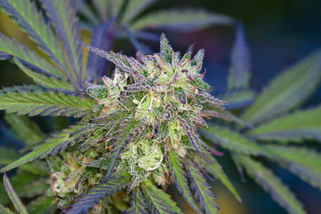marijuana Cannabis plant outdoors bug flower bud
