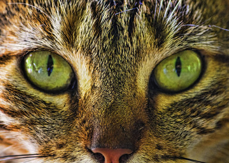 a cat portrait close up