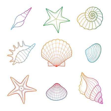 Shells and starfish set. Isolated on white background.のイラスト素材