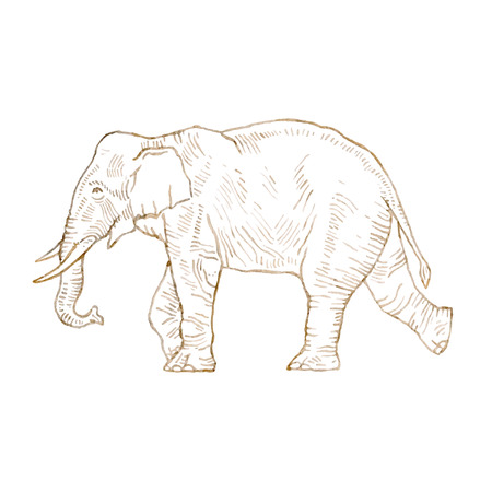 Hand drawing elephant.のイラスト素材