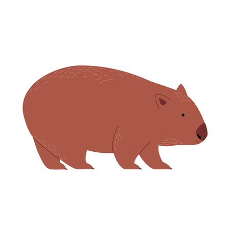 Endemic Australian wombat. Vector ittustration isolated on white.のイラスト素材