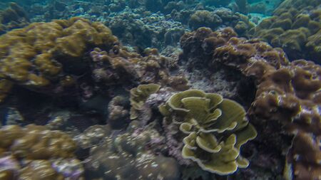 Panoramic scene View under waterの写真素材