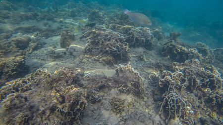 Panoramic scene View under waterの写真素材