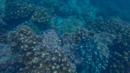 Panoramic scene under wate, coral and blue backgroundの写真素材