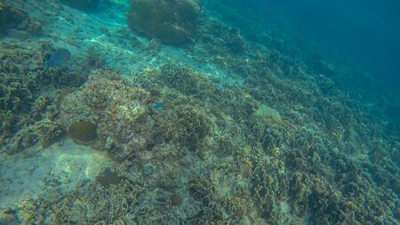 Panoramic scene under water and coral and blue backgroundの写真素材