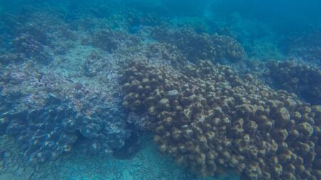 Panoramic scene under water, coral and blue backgroundの写真素材