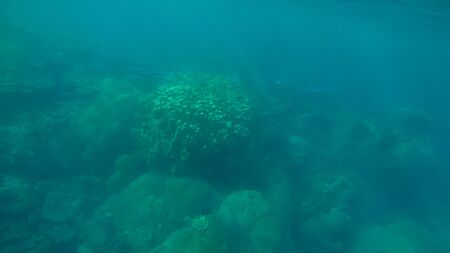 Panoramic scene under water and blue backgroundの写真素材