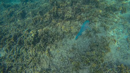 Panoramic scene under water and blue backgroundの写真素材