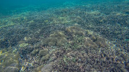 Panoramic scene under water and blue backgroundの写真素材