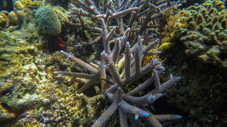 Panoramic scene under water, coral and blue backgroundの写真素材