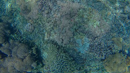 Panoramic scene under water and blue backgroundの写真素材