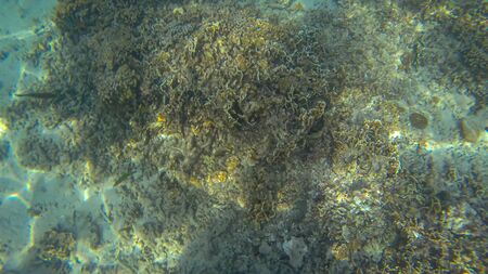Panoramic scene under water and coral and blue backgroundの写真素材