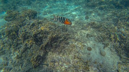 Panoramic scene under water and blue backgroundの写真素材