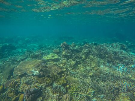 Panoramic scene under water, coral and blue backgroundの写真素材