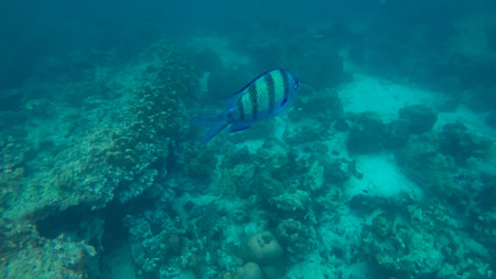 Panoramic scene under water and blue background
