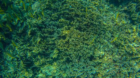 Panoramic scene under water and coral and blue backgroundの写真素材