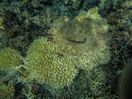 Panoramic scene under water, coral and blue backgroundの写真素材