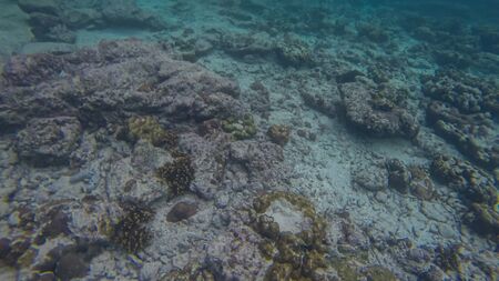 Panoramic scene under water and blue backgroundの写真素材