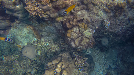 Panoramic scene under water and coral and blue background