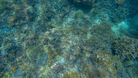 Panoramic scene under water and blue backgroundの写真素材
