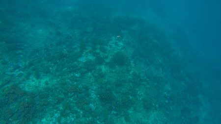 Panoramic scene under water and blue backgroundの写真素材