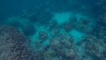 Panoramic scene under water and blue backgroundの写真素材