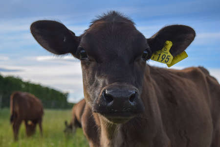 CALF ON FIELD FROM NEW ZEALAND FARM AND MOUNTAIN BACKGROUNDのeditorial素材