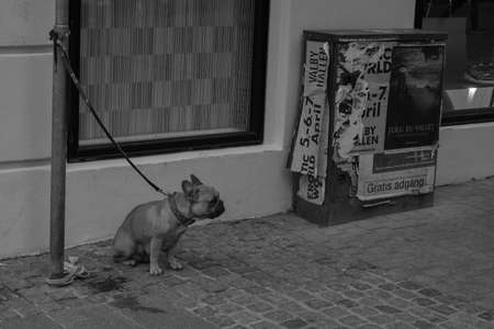 LIFE STYLE SCENE, DOG WAITING, COPENHAGUE, DENMARK, MARCH 2019のeditorial素材