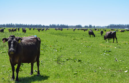 life style farming life scene, cows
