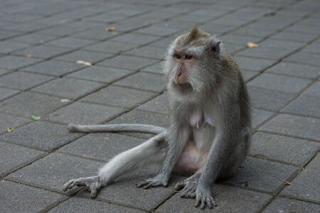 little monkeys around the street の写真素材