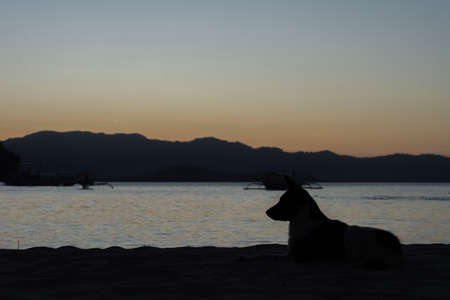 Panoramic colorful view dog and beach in Philippines, Port Bartonの写真素材