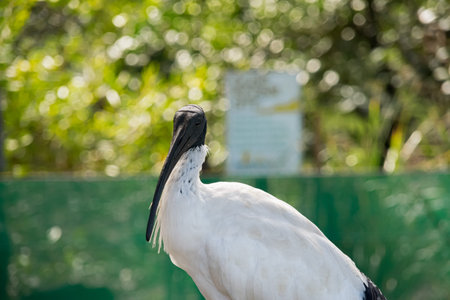 Australian White ibis ave photography and green background