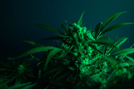 Texture from cannabis plant, in a marihuana indoor cultivation.