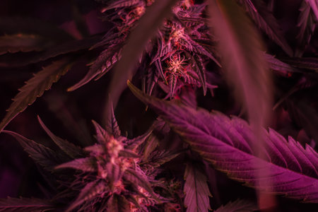 Texture from cannabis plant, in a marihuana indoor cultivation.の写真素材