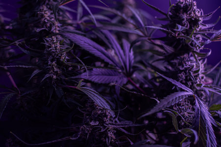 Texture from cannabis plant, in a marihuana indoor cultivation.の写真素材