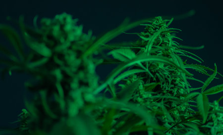 Texture from cannabis plant, in a marihuana indoor cultivation.の写真素材