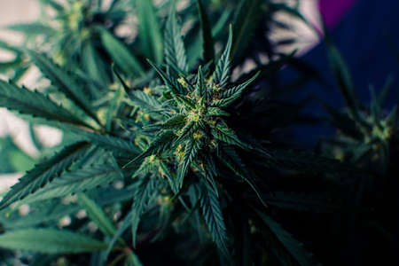 Texture from cannabis plant, in a marihuana indoor cultivation.の写真素材