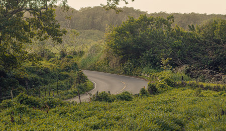 Nature scene from Road to hana on Maui, Hawai, 2022