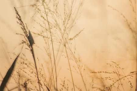 Blur background plants and golden sky background