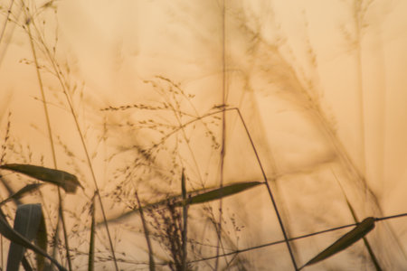 Blur background plants and golden sky backgroundの写真素材