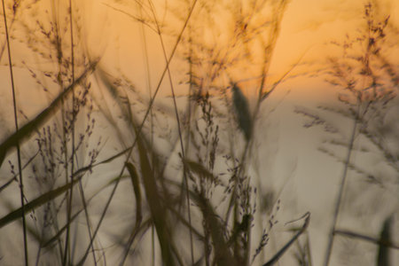 Blur background plants and golden sky background
