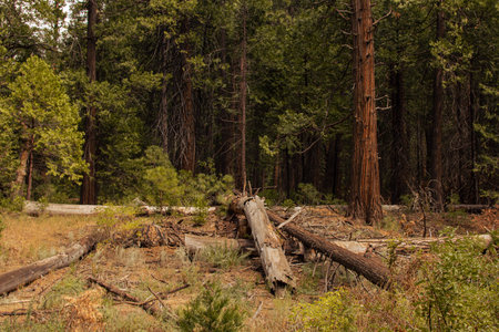 Autumnal natural landscape from Yosemite National Park, California, United States