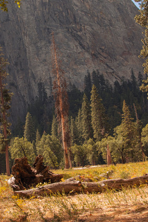 Autumnal natural landscape from Yosemite National Park, California, United Statesの写真素材