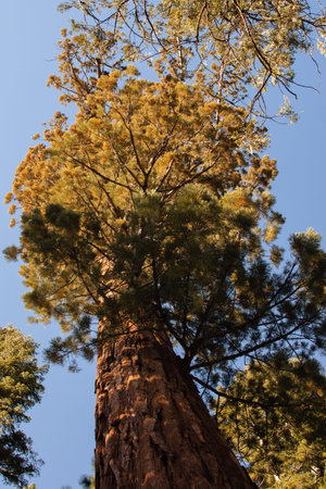 Autumnal natural landscape from Yosemite National Park, California, United States